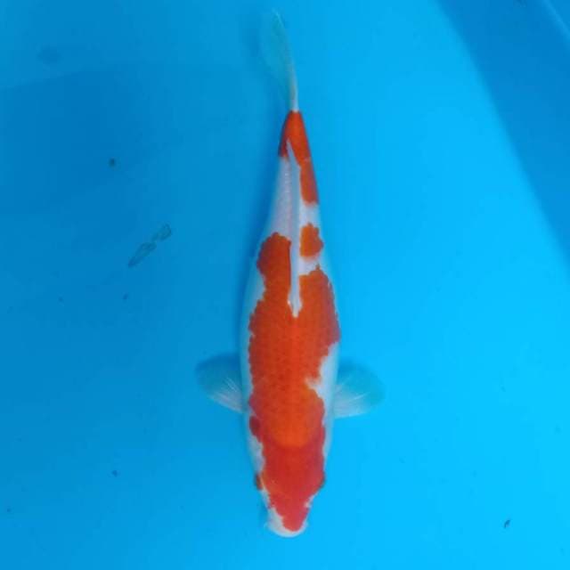 Kohaku