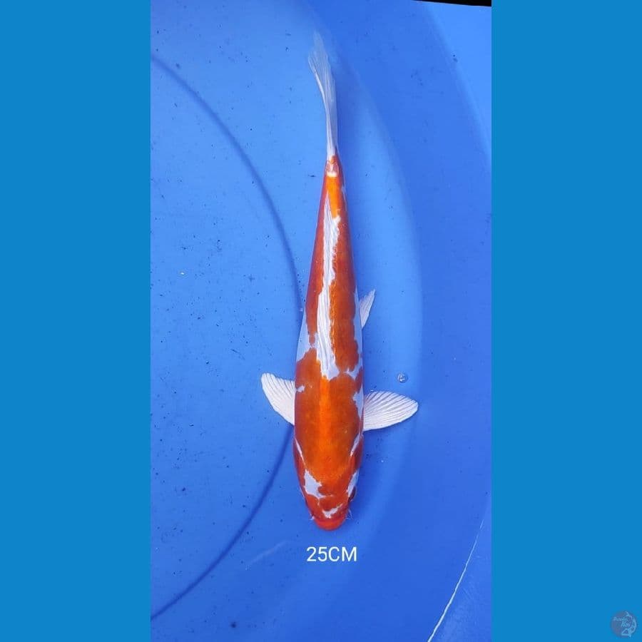 HikariMoyomono 25CM