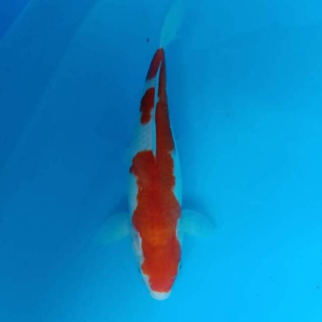 Kohaku