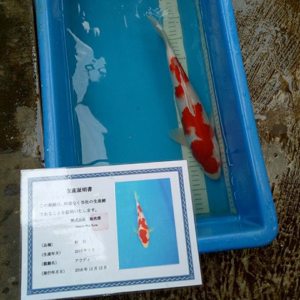 KOHAKU IMPOR 37 cm