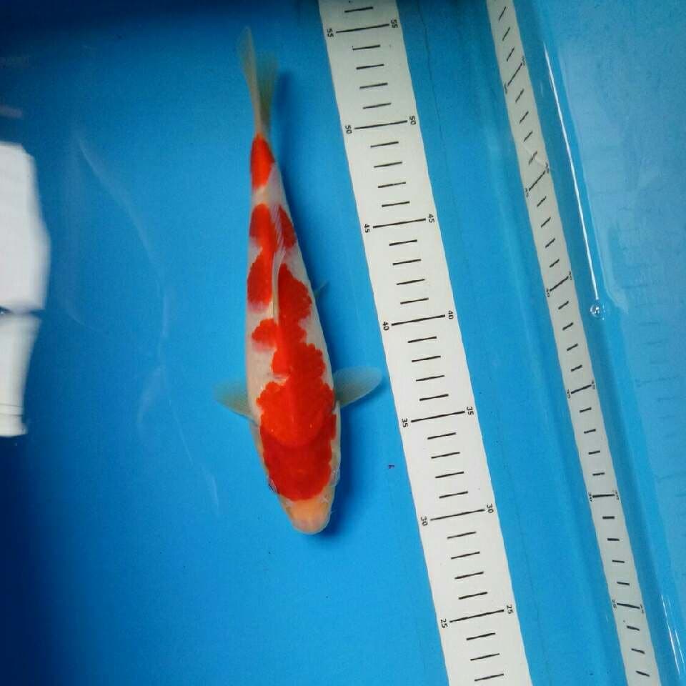 KOHAKU IMPOR 37 cm