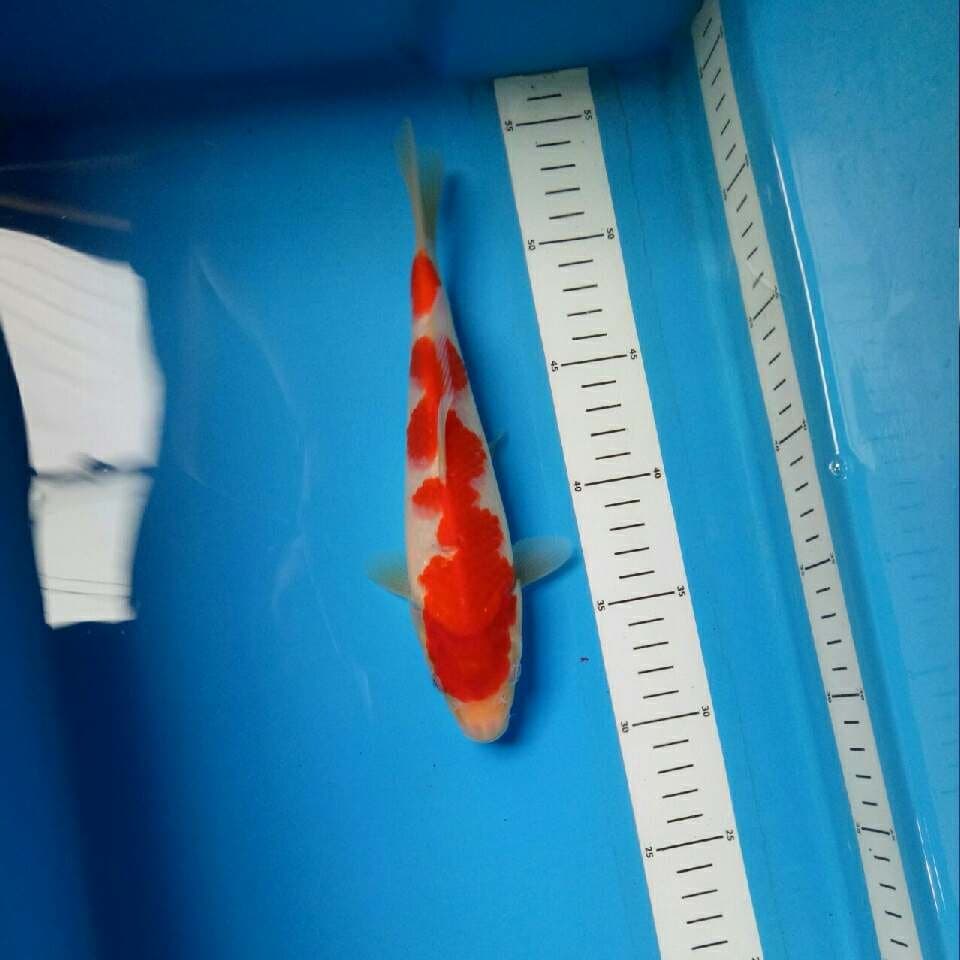 KOHAKU IMPOR 37 cm