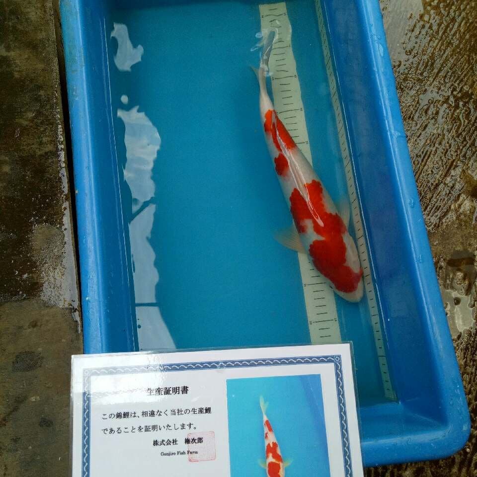 KOHAKU IMPOR 37 cm