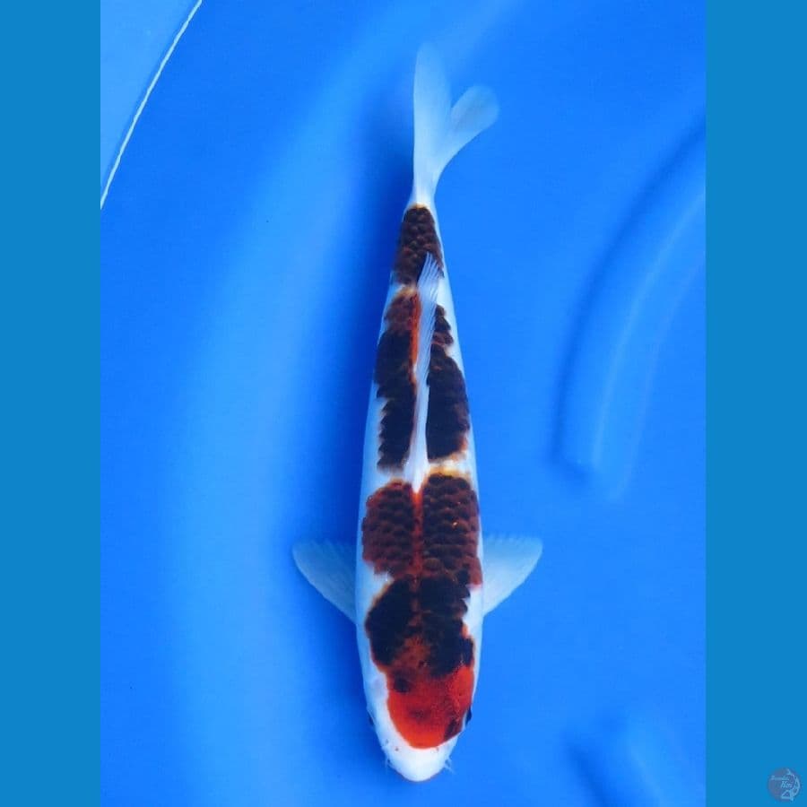 36cm , Ai Goromo Male