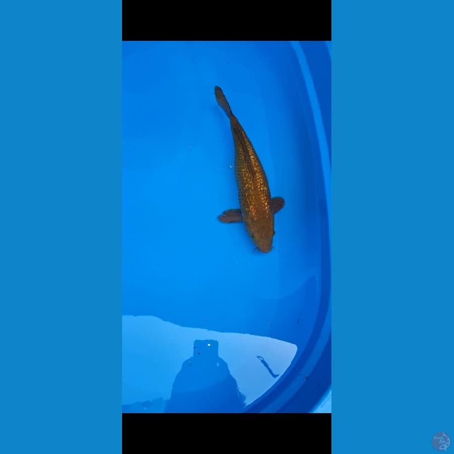 kenzo koi