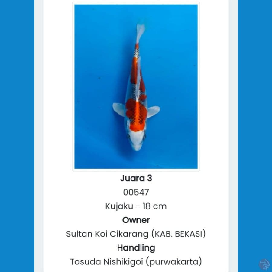kujaku SQ prestasi 18 cm