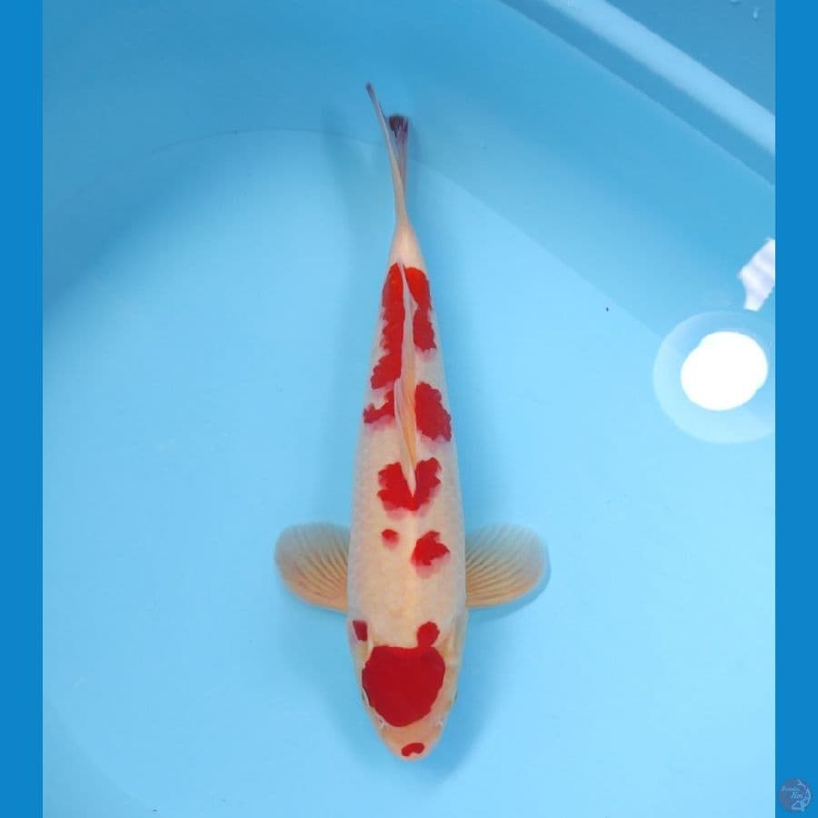KOHAKU 35CM - MALE