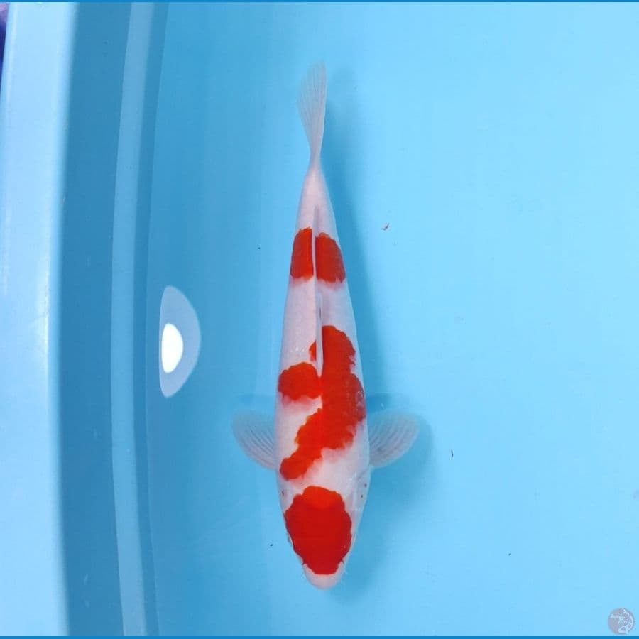 KOHAKU 32CM - FEEMALE