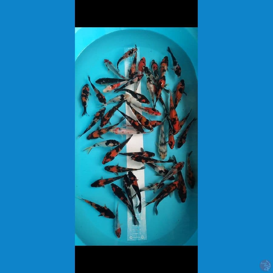 Showa 12-15cm 50 ekor