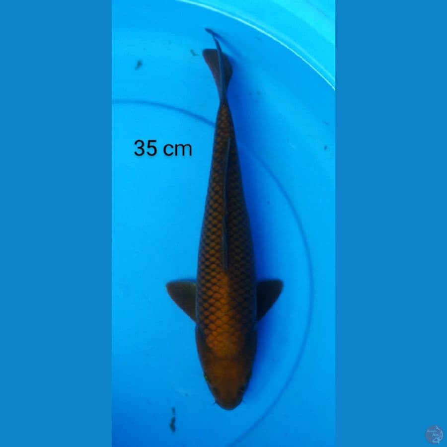 chagoi tembaga joz 35 cm