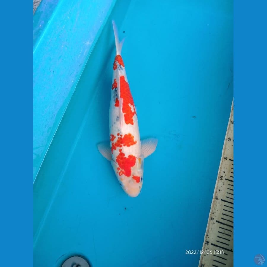 46cm f showa(kepala tidak simetis)