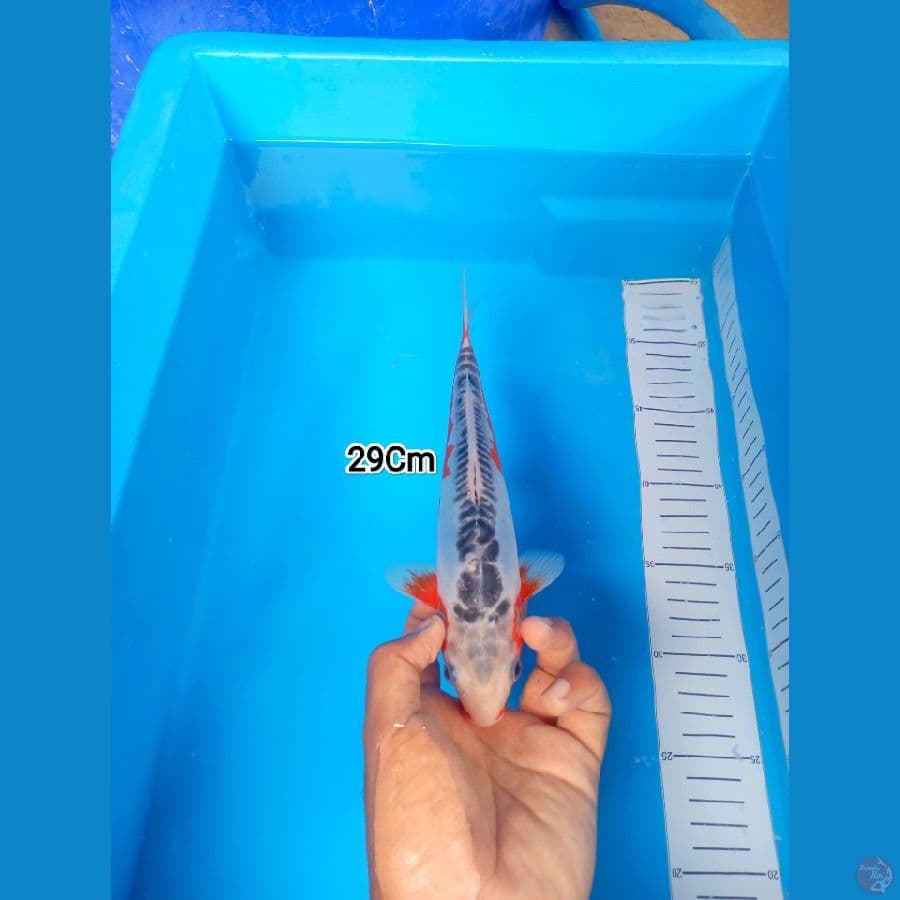 29Cm #Shusui