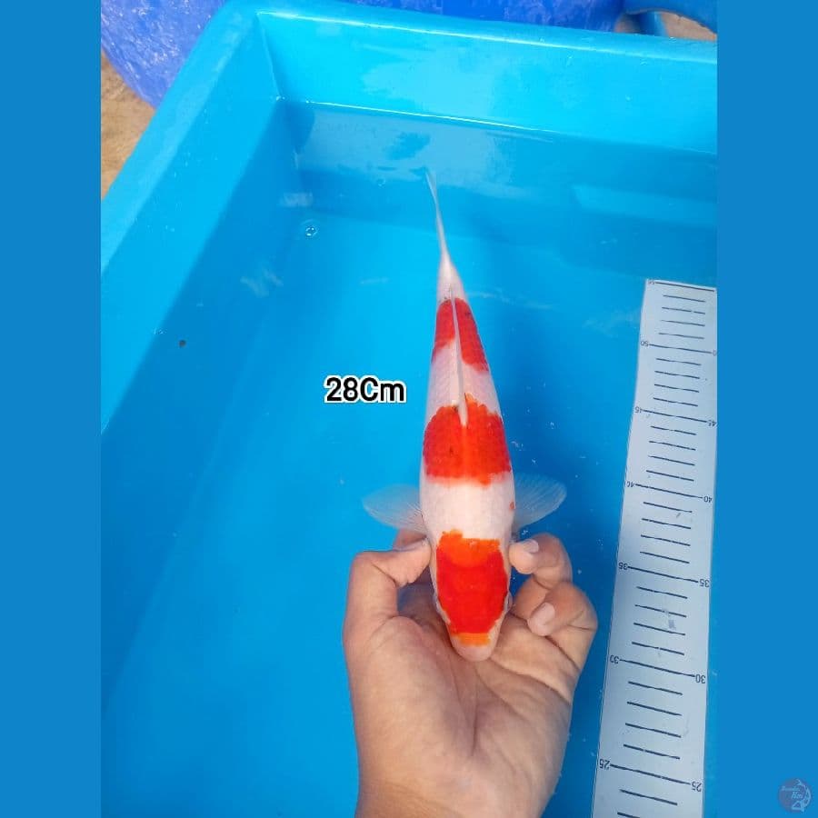 28Cm #Sanke