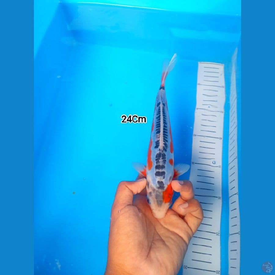 24Cm #Shusui