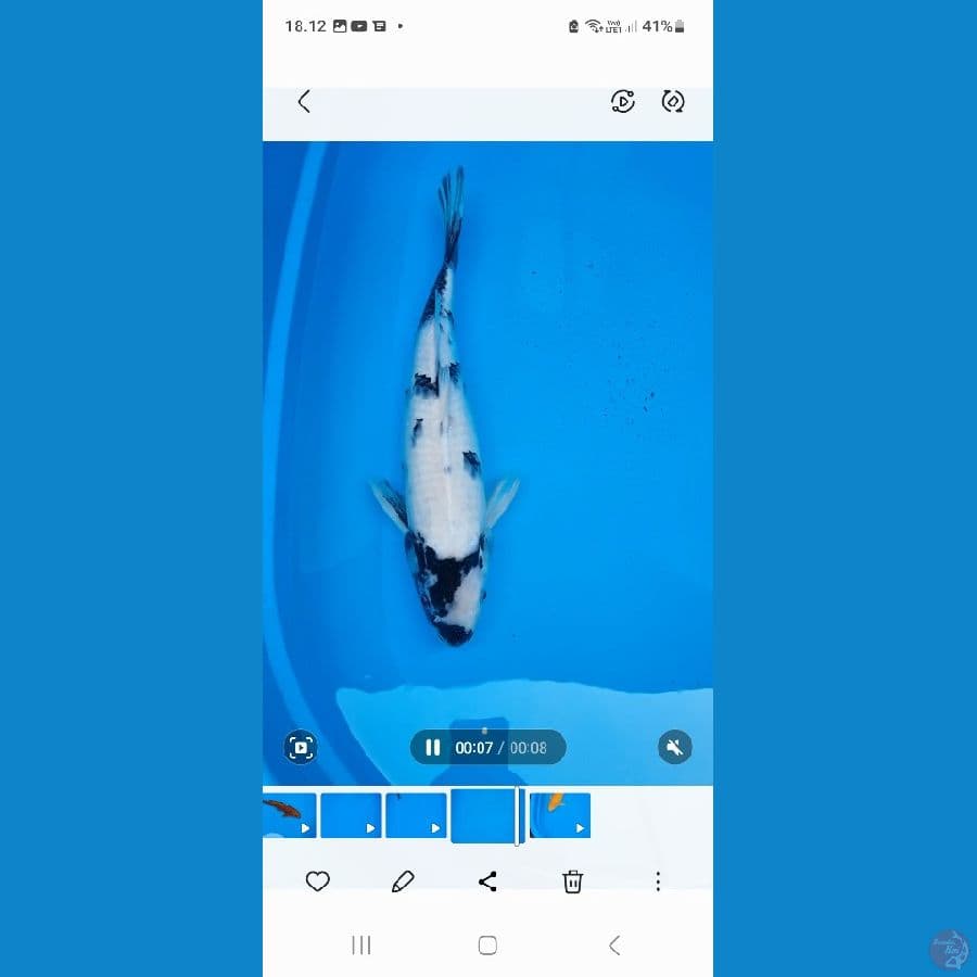 kenzo koi