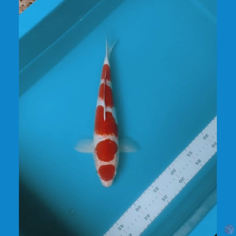 kohaku strong 31cm fm