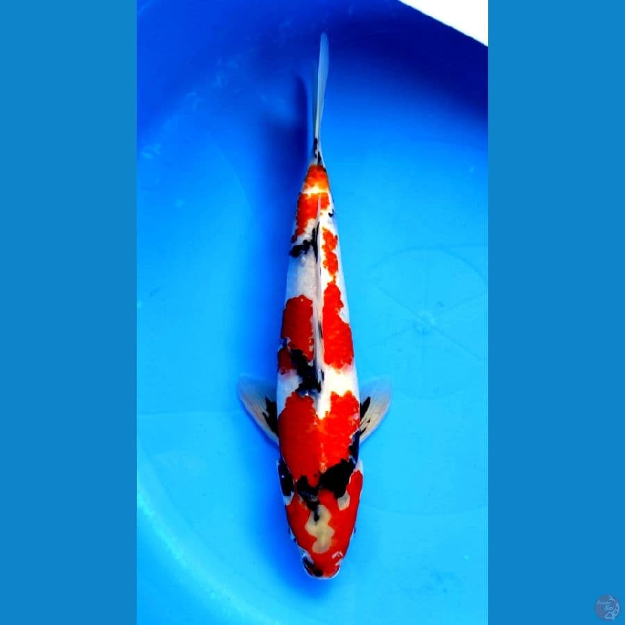 SHOWA 35CM
