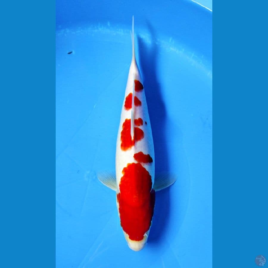 KOHAKU 30CM