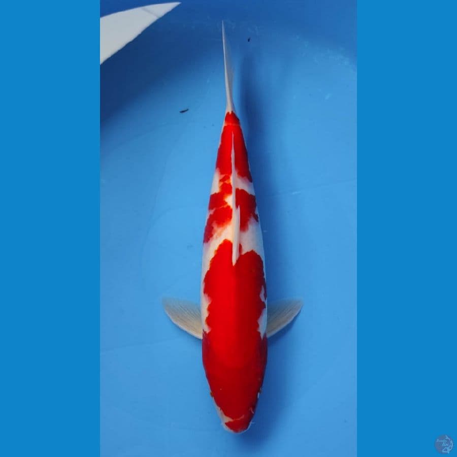 KOHAKU 30CM