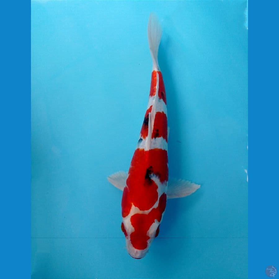 heisei nishiki 32cm