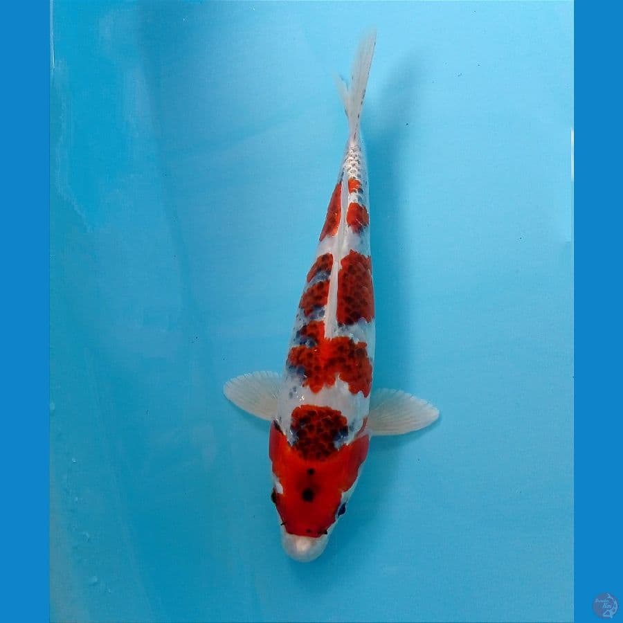 ghoshiki 29 cm