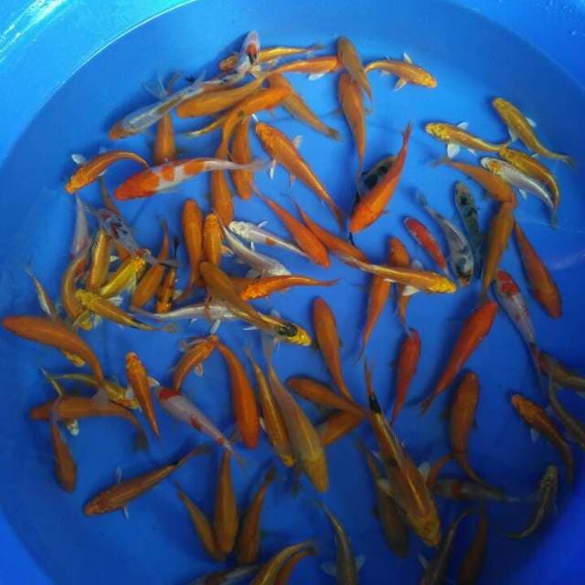 Mix Campur