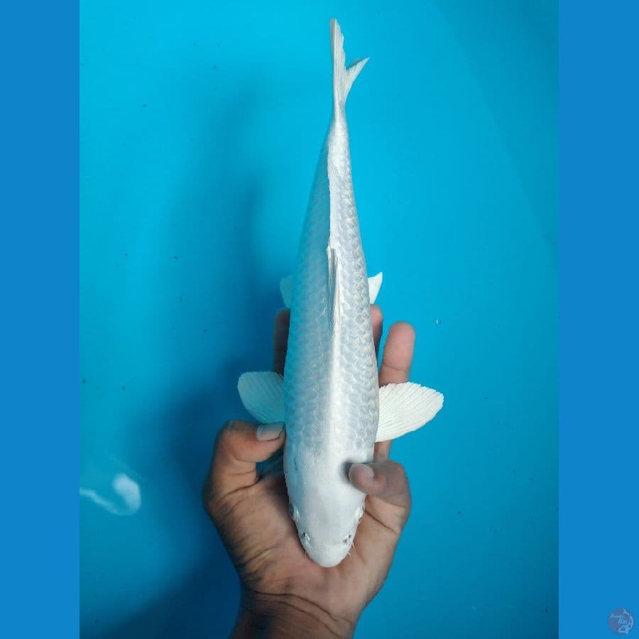 platinum 31 cm male SQ