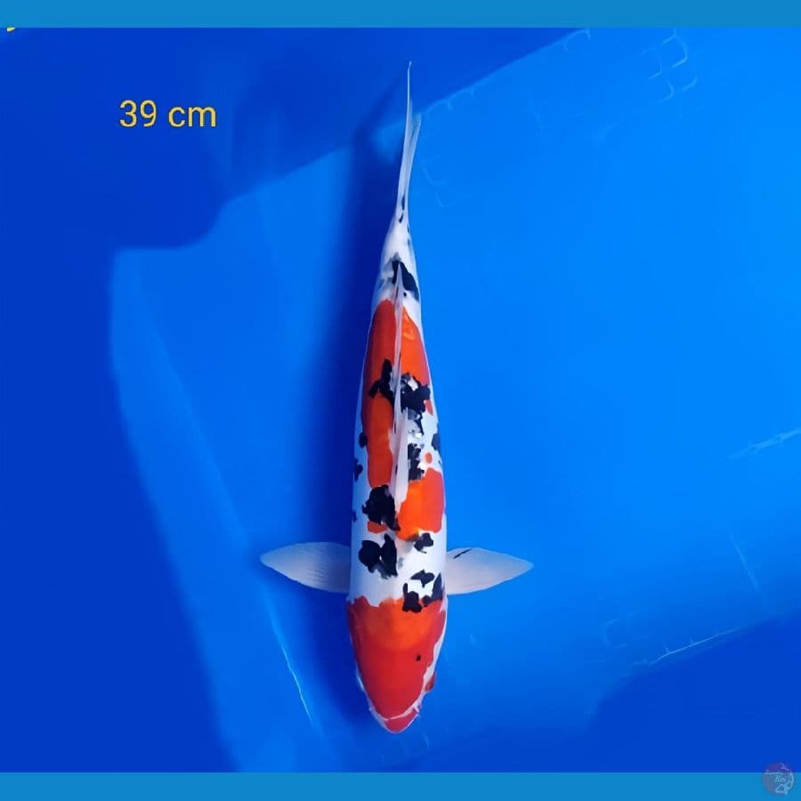 sanke doitsu 39 cm