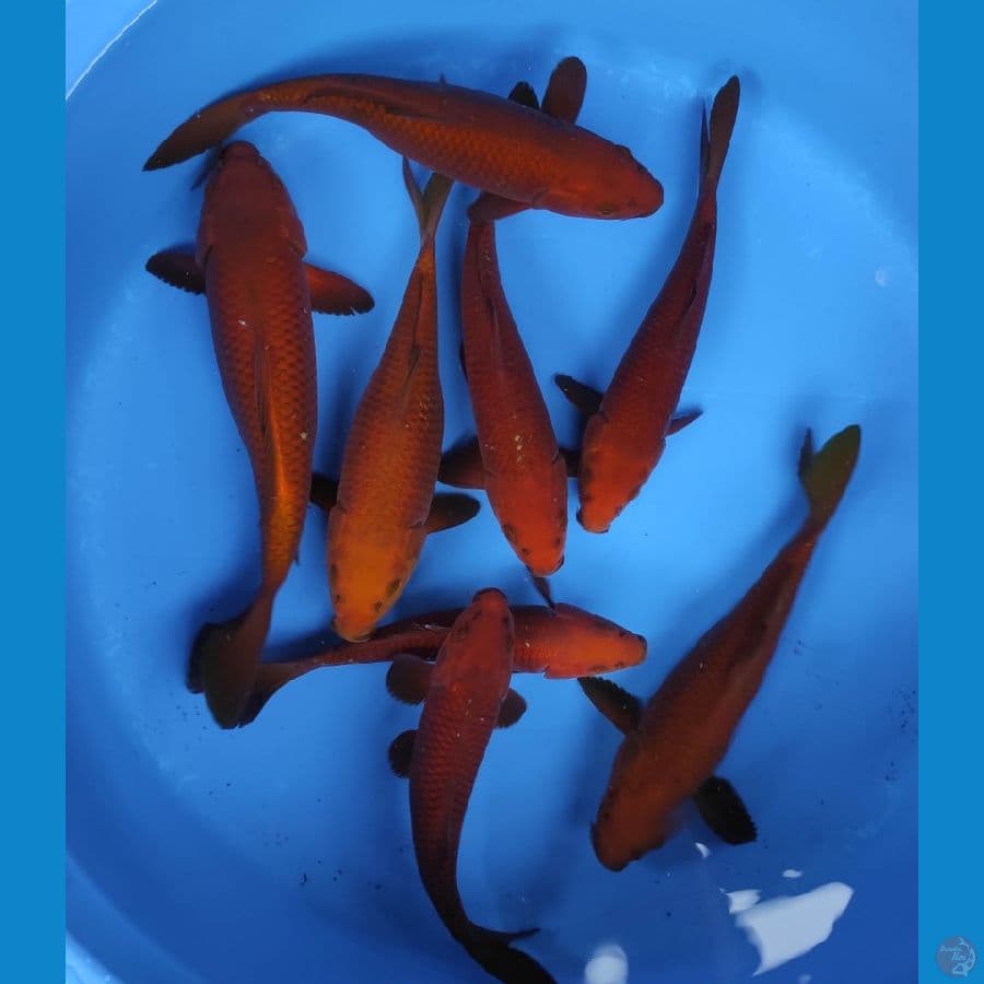 TEMBAGA 22.25.27CM