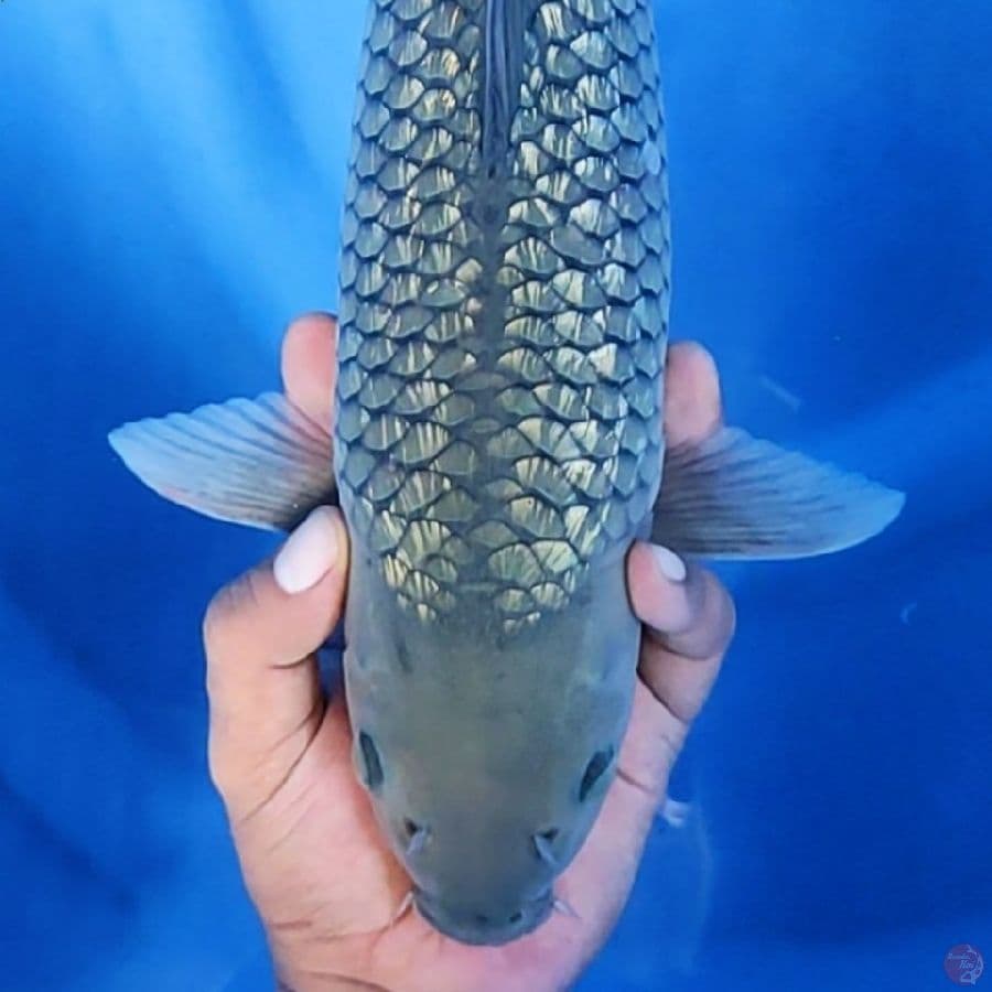 40CM # JARING ISTIMEWA - F