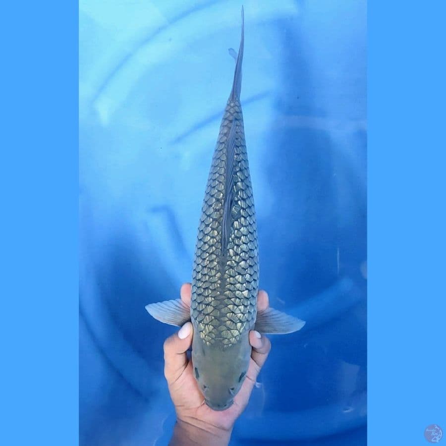 40CM # JARING ISTIMEWA - F