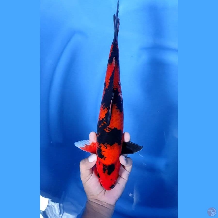 36CM # HI UTSURI - M