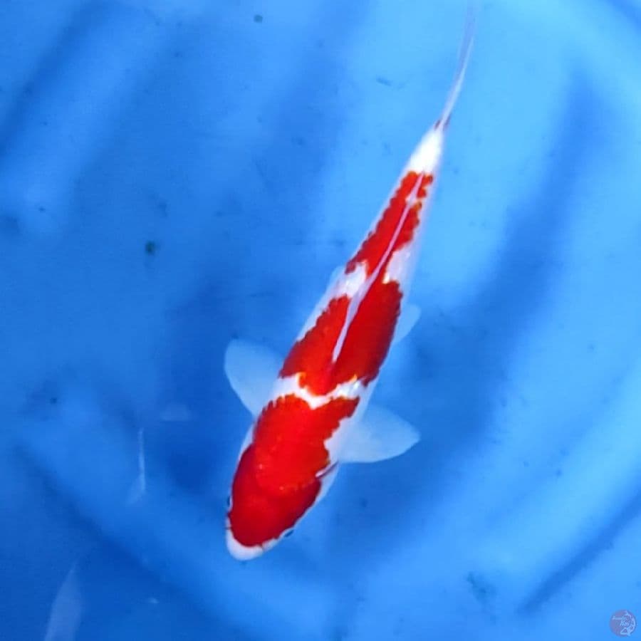 23CM # KOHAKU ISTIMEWA - M