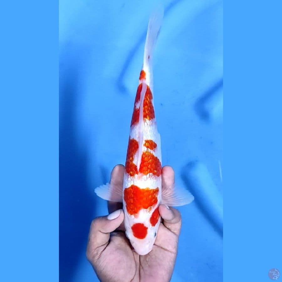 27CM # MARUTEN GINRIN - M
