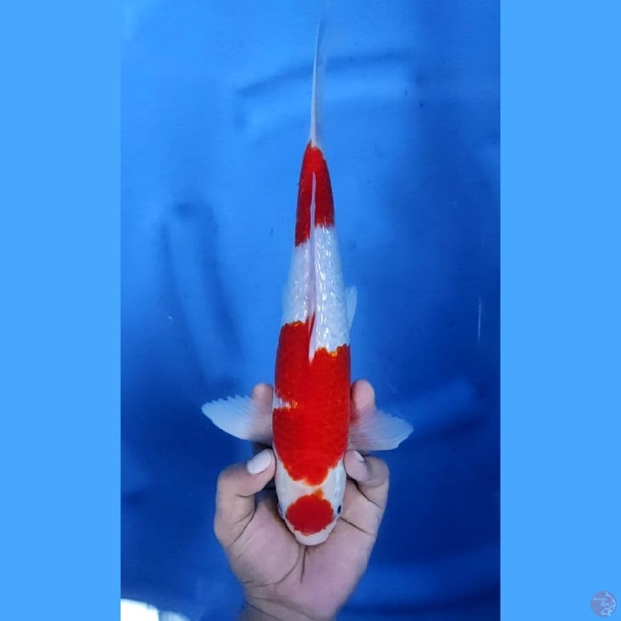 32CM # AI GOROMO GINRIN STRONG - M