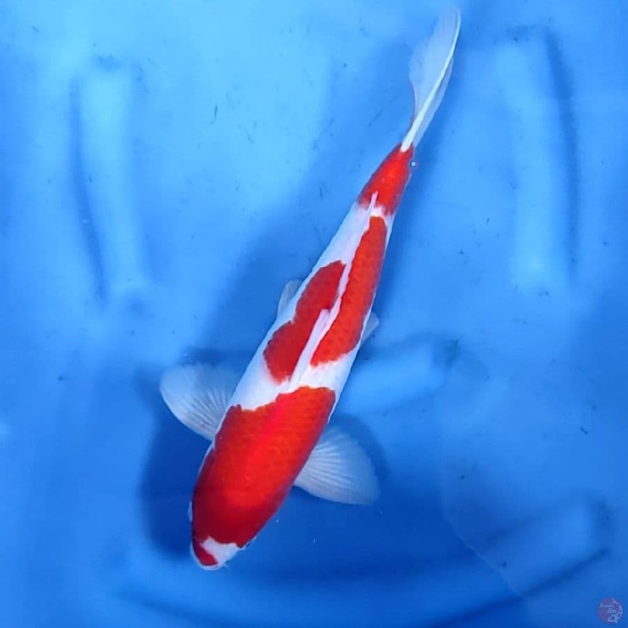 36CM # KOHAKU STRONG - M
