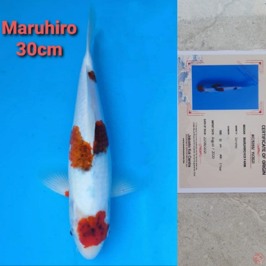 OKAWA GOROMO 30CM SERTI