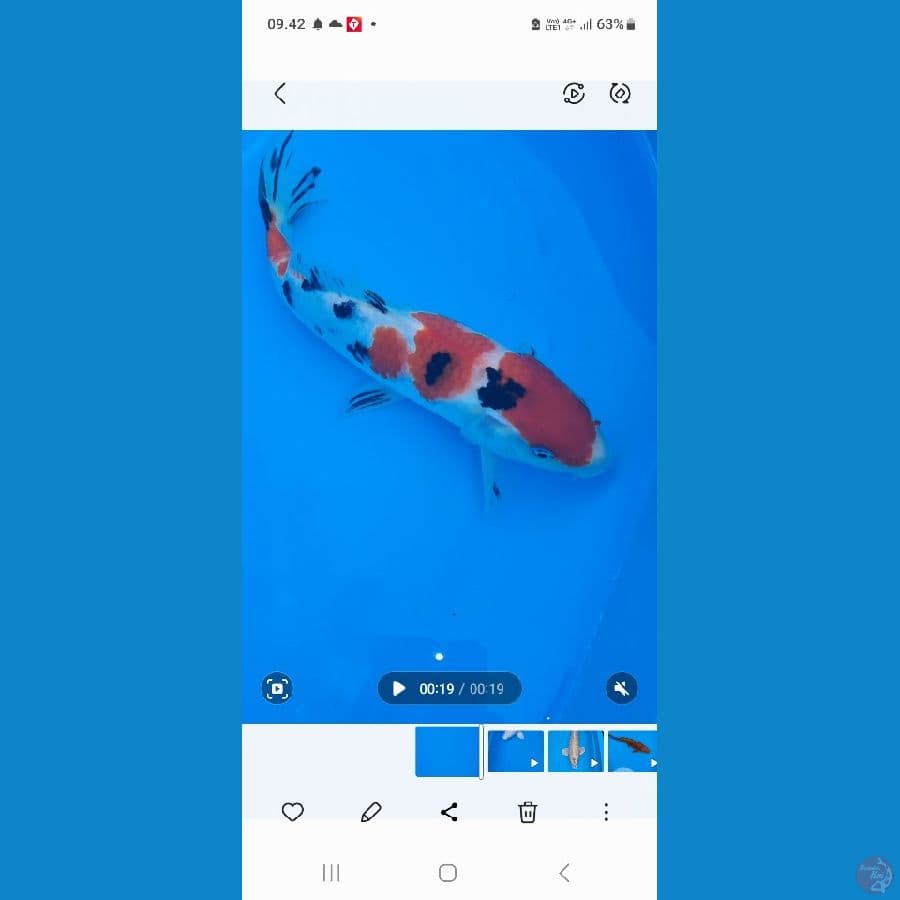kenzo koi