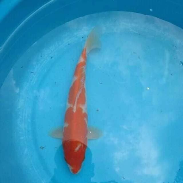 Kohaku.size.28cm