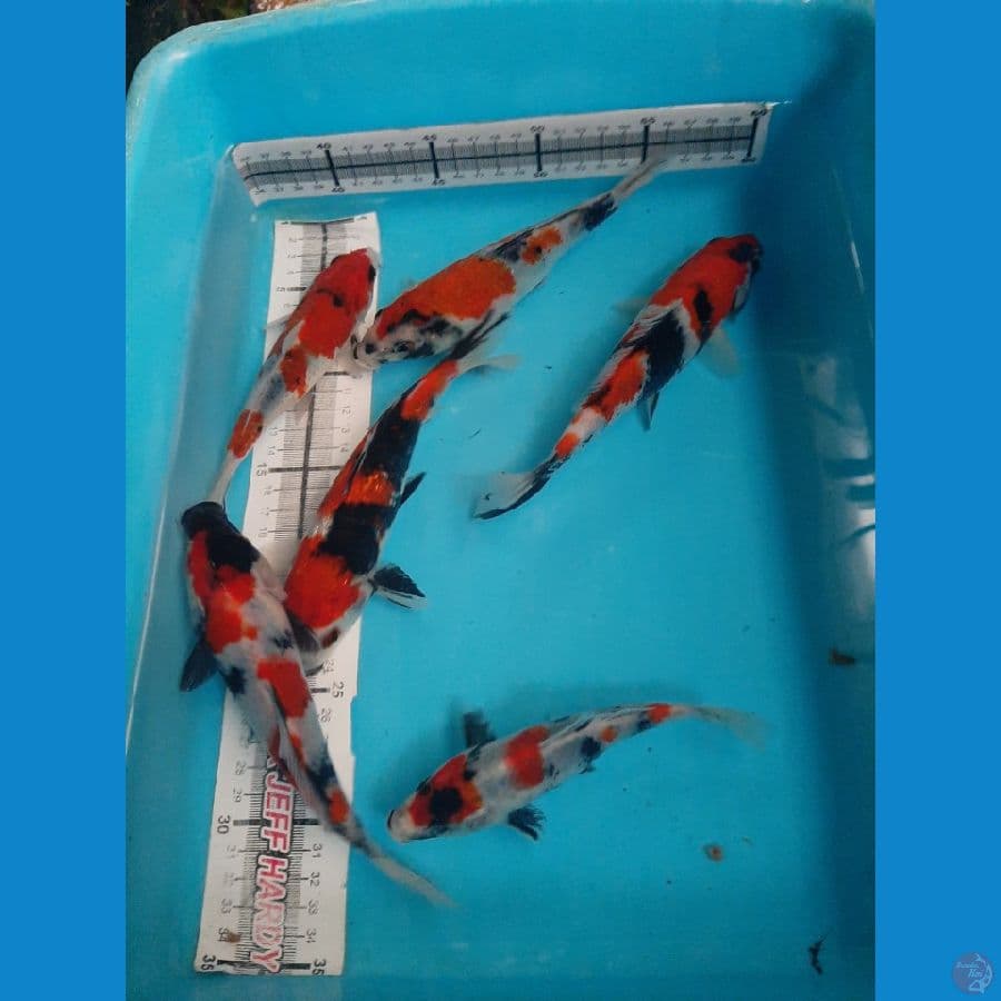 Full HQ 6ekor istimewa
