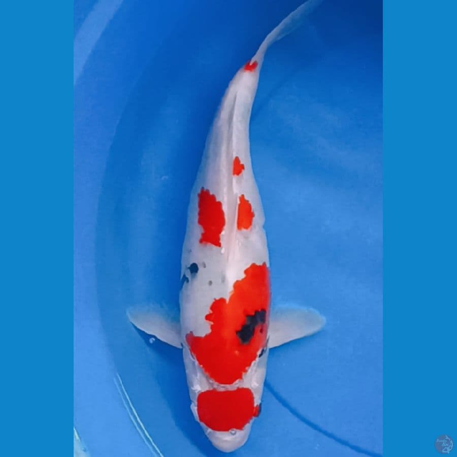 Maruten 38 cm