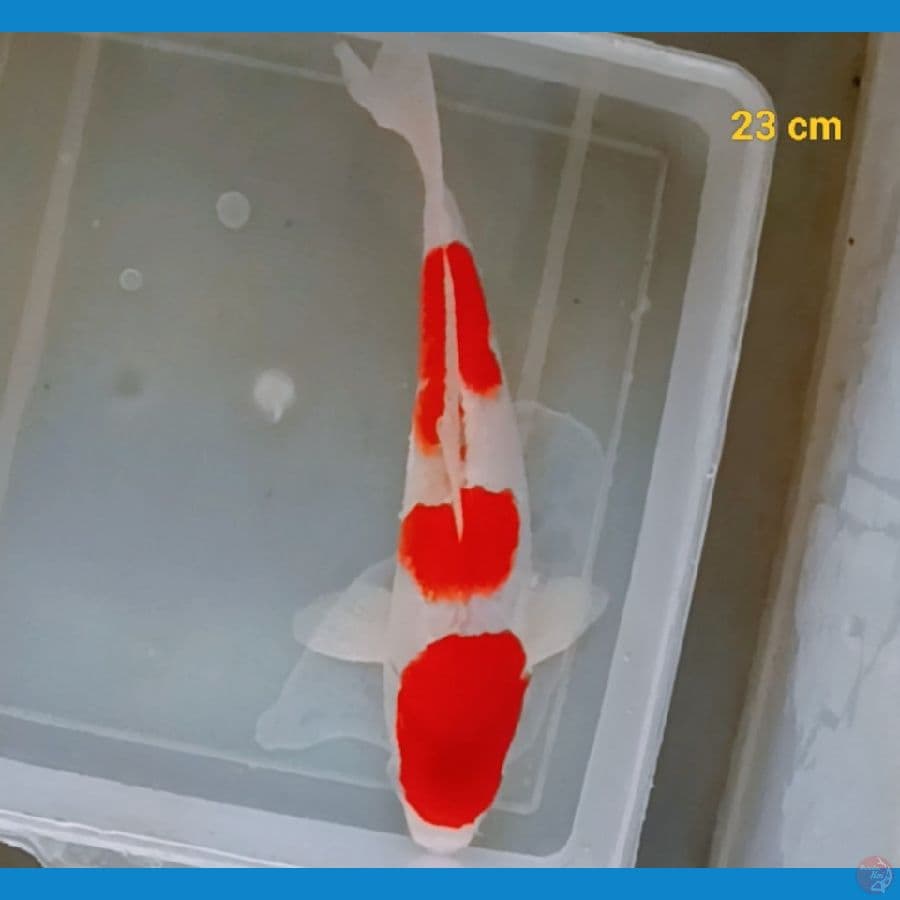 Ai Goromo 23 cm
