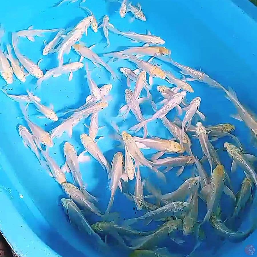 70 kumpay platinum 10-15 cm