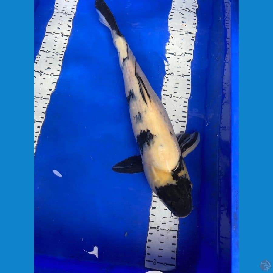 shiro punuk 43 cm