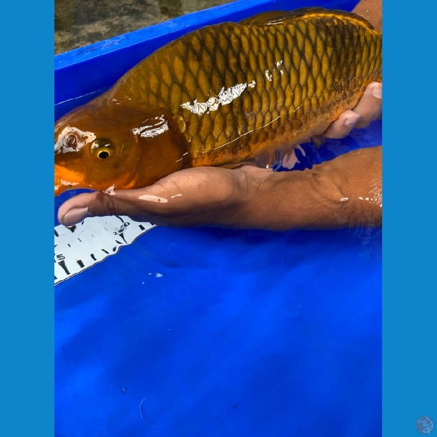 cagoi punuk 37 cm