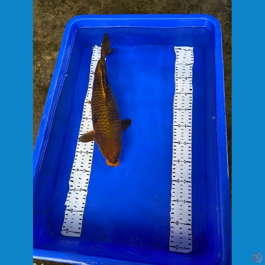 cagoi punuk 37 cm