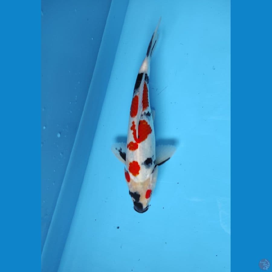 33cm jantan