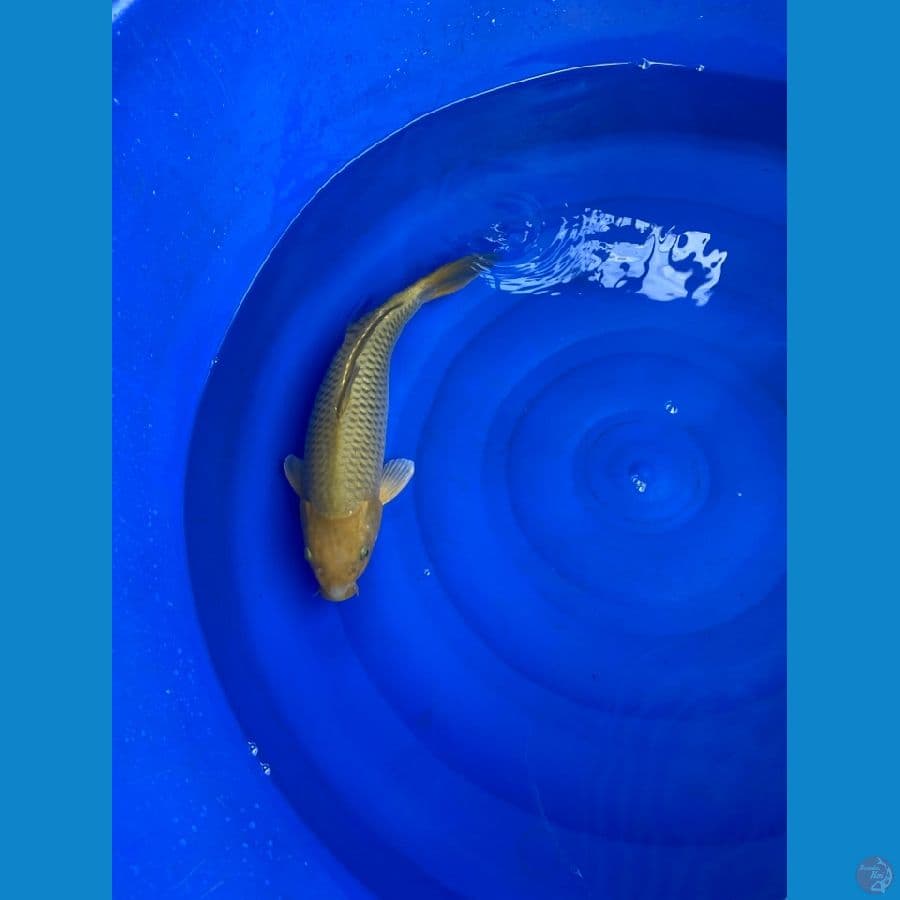 cagoi 38 cm