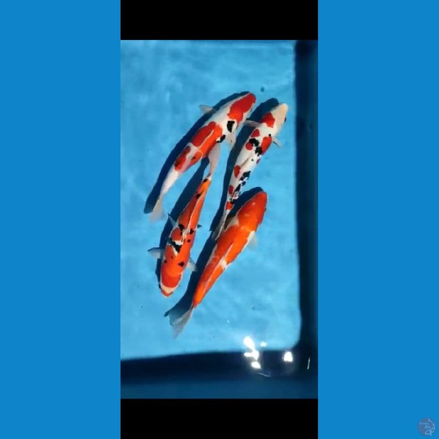 doitsu 33 35cm