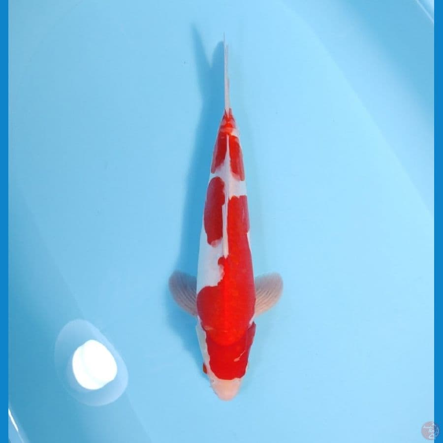 KOHAKU 35 CM - MALE